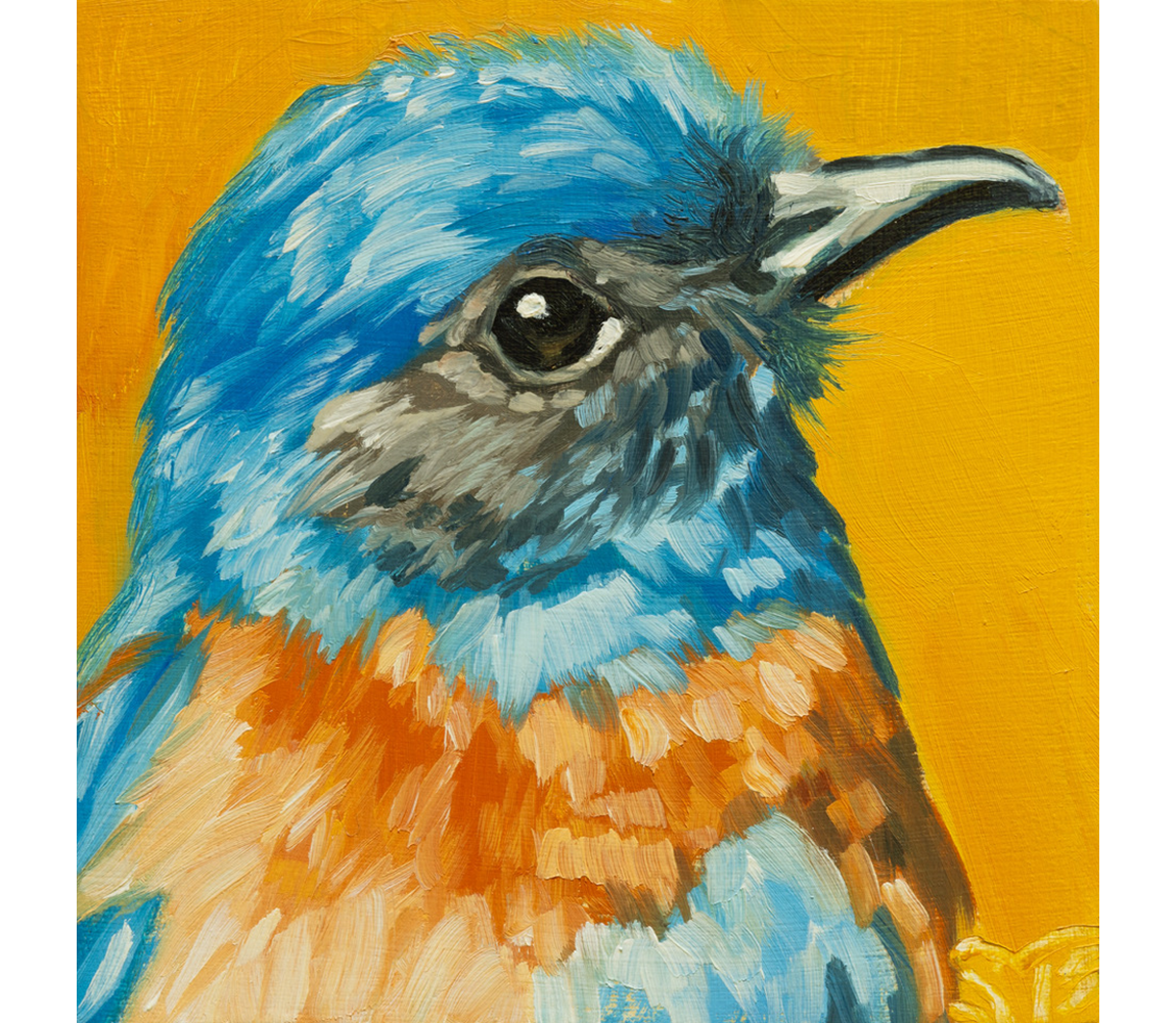 Sheila Evans "Western Bluebird"